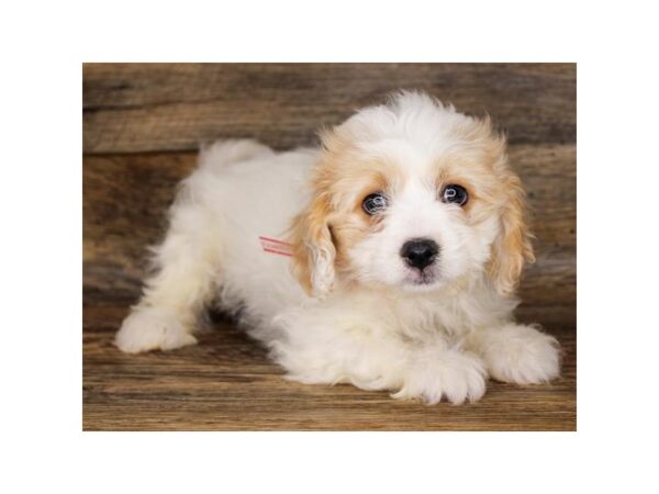 Cavachon-DOG-Female-Blenheim-1766-Petland Florence, Kentucky