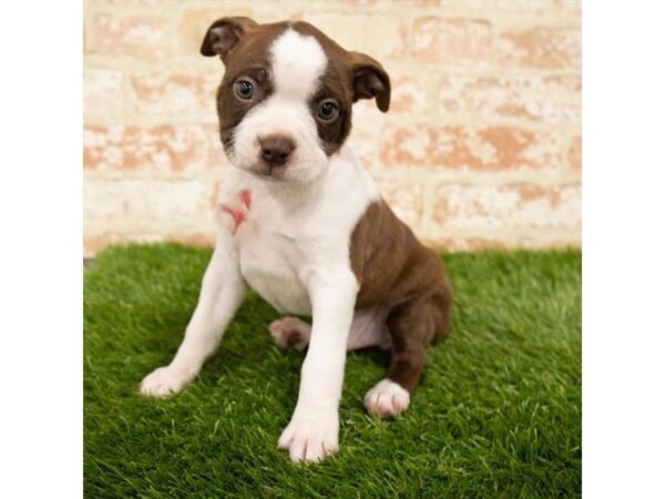 Boston Terrier DOG Male Black / White 1771 Petland Florence, Kentucky