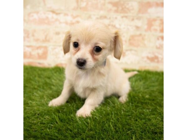 Chiweenie-DOG-Female-Cream-1774-Petland Florence, Kentucky