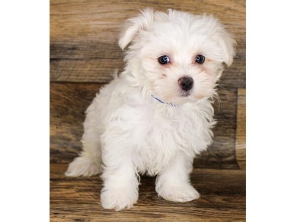 Maltese DOG Male White 1768 Petland Florence, Kentucky