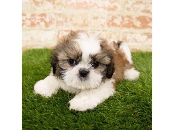 Shih Tzu DOG Male Gold / White 1769 Petland Florence, Kentucky