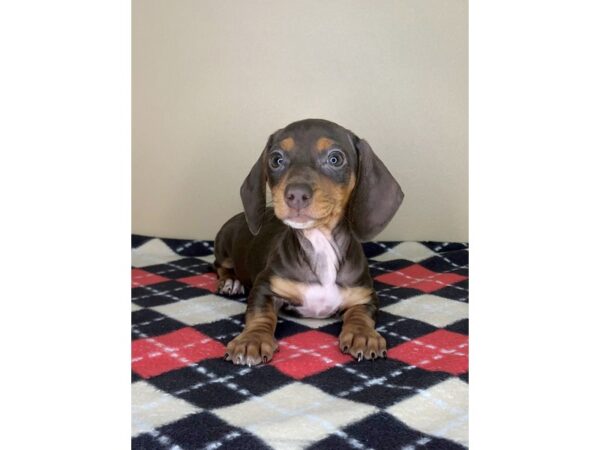 Dachshund-DOG-Female-Chocolate / Tan-1767-Petland Florence, Kentucky