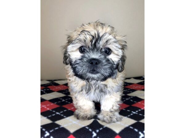 Teddy Bear-DOG-Female-Gold-1770-Petland Florence, Kentucky