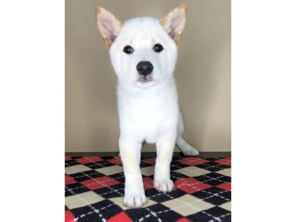 Shiba Inu DOG Male Cream 1772 Petland Florence, Kentucky