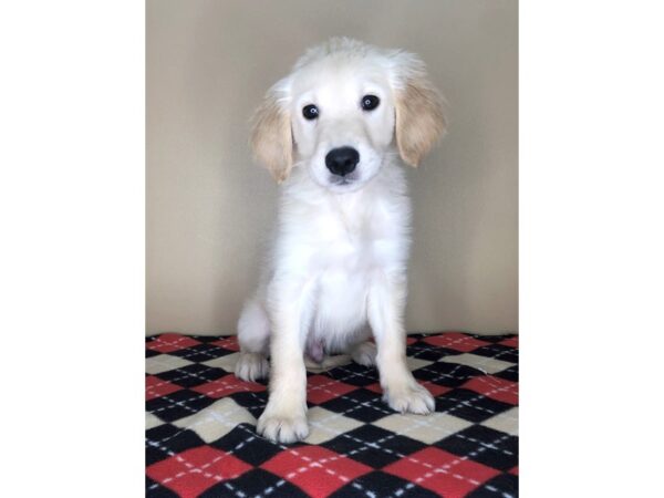 Golden Retriever DOG Male Golden 1773 Petland Florence, Kentucky