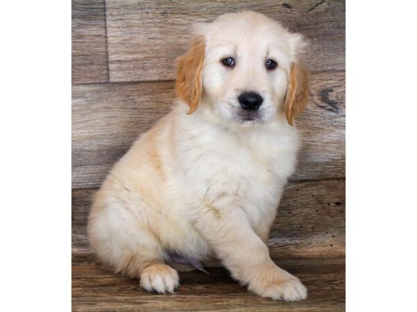 Golden Retriever DOG Male Golden 1776 Petland Florence, Kentucky