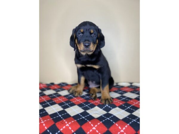 Rottweiler DOG Male Black & Tan 1780 Petland Florence, Kentucky