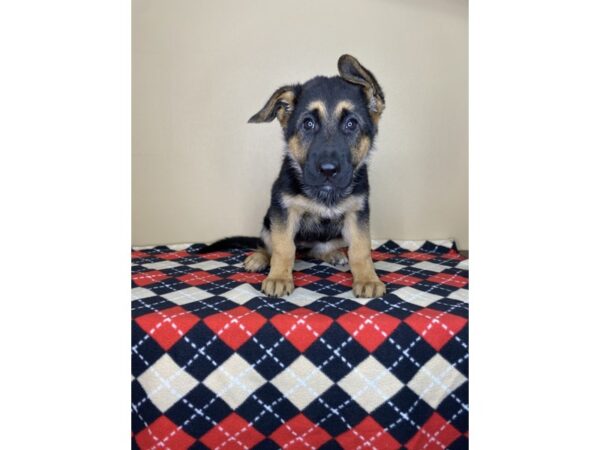 German Shepherd DOG Female Black & Tan 1779 Petland Florence, Kentucky