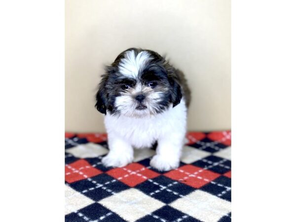 Teddy Bear DOG Female Gold / White 1775 Petland Florence, Kentucky