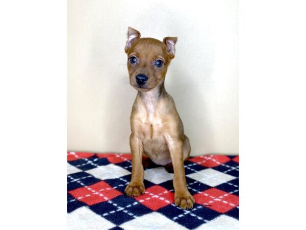 Miniature Pinscher-DOG-Female-Stag Red-1777-Petland Florence, Kentucky