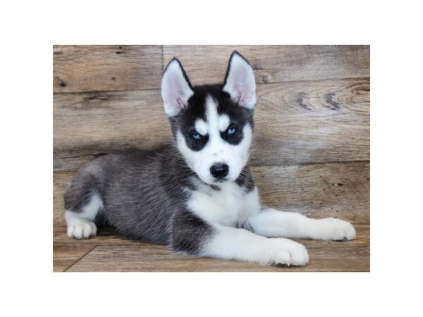 Siberian Husky DOG Male Black / White 1822 Petland Florence, Kentucky