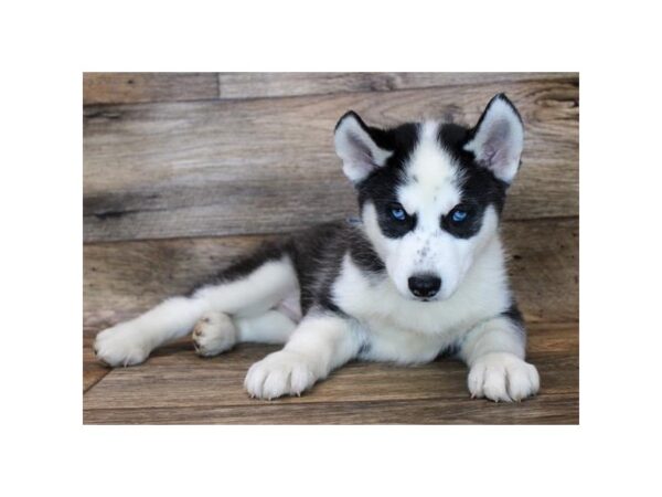 Siberian Husky DOG Male Black / White 1789 Petland Florence, Kentucky