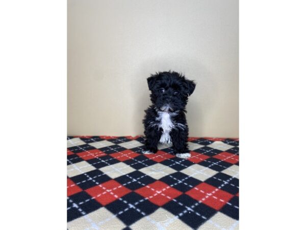 Yorkiepoo DOG Female Black 1786 Petland Florence, Kentucky