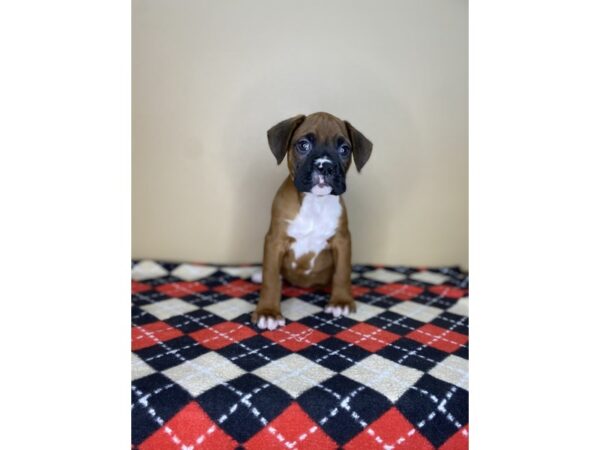 Boxer DOG Male Fawn 1785 Petland Florence, Kentucky