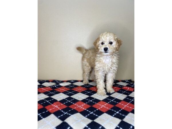 Goldendoodle Mini DOG Female Golden 1784 Petland Florence, Kentucky