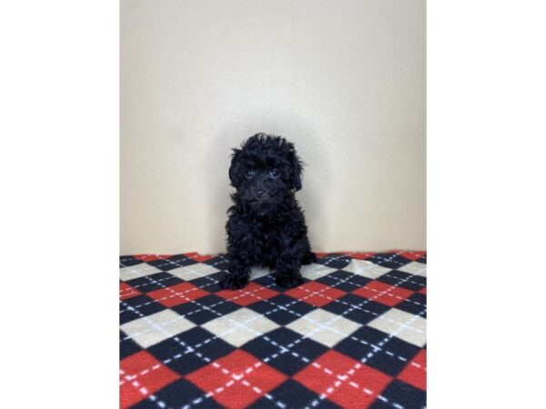 Poodle-DOG-Male-Black-1783-Petland Florence, Kentucky