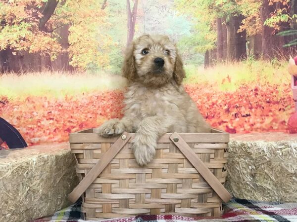 Goldendoodle DOG Male Golden 1820 Petland Florence, Kentucky