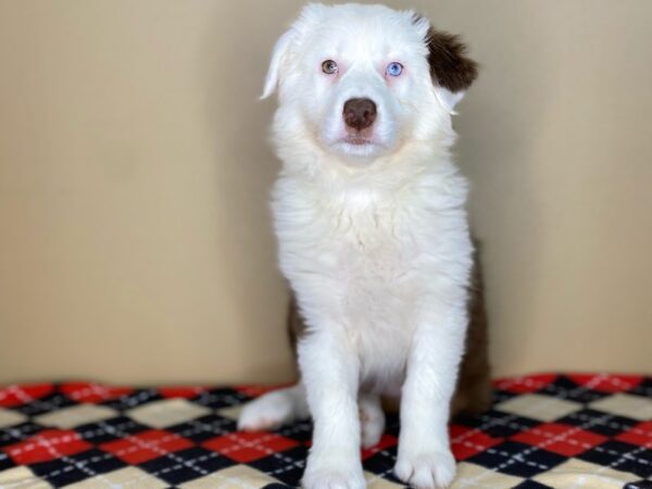 Australian Shepherd DOG Female Red 1781 Petland Florence, Kentucky