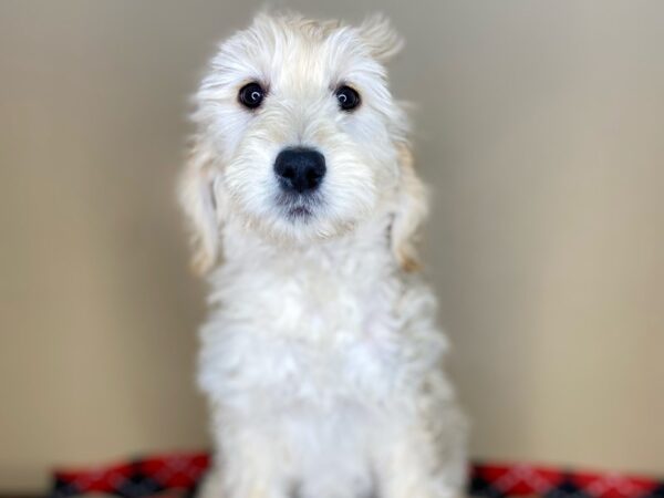 Goldendoodle DOG Female Golden 1782 Petland Florence, Kentucky