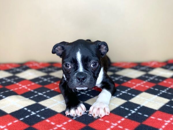 Boston Terrier-DOG-Male-Black / White-1792-Petland Florence, Kentucky