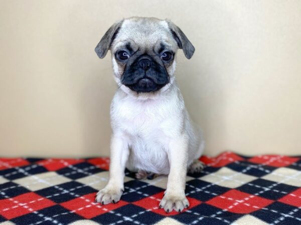 Pug DOG Female Fawn 1791 Petland Florence, Kentucky