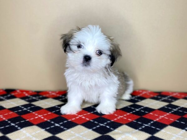 Lhasa Apso DOG Male Golden 1790 Petland Florence, Kentucky