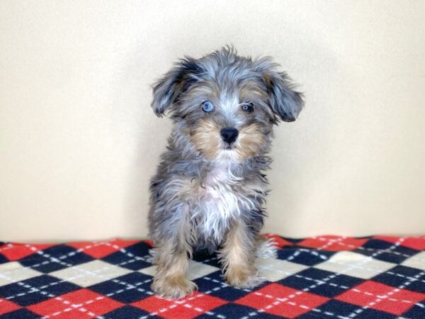 Aussiedoodle Mini DOG Male Blue Merle 1788 Petland Florence, Kentucky