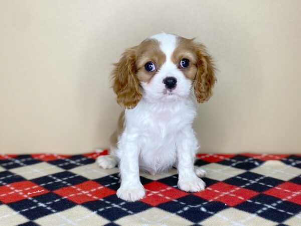 Cavalier King Charles Spaniel DOG Male Blenheim 1787 Petland Florence, Kentucky