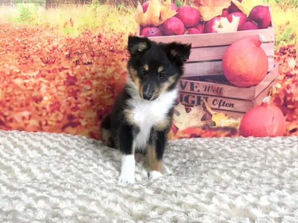 Shetland Sheepdog DOG Female Black 1821 Petland Florence, Kentucky