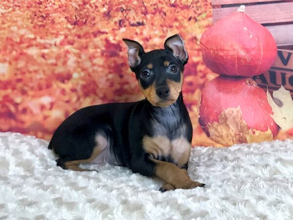 Miniature Pinscher DOG Male Black / Tan 1819 Petland Florence, Kentucky