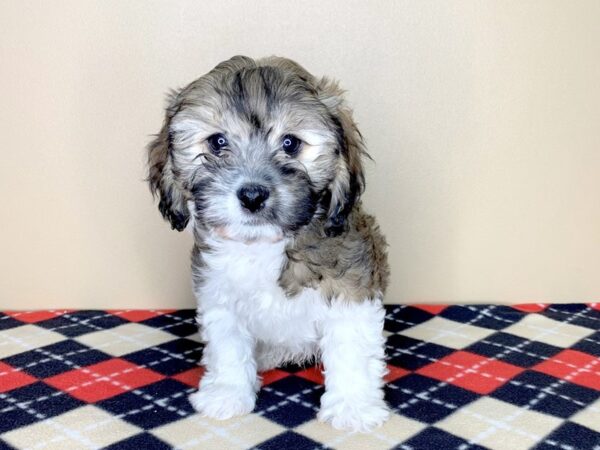 Cavanese DOG Male Sable / White 1802 Petland Florence, Kentucky