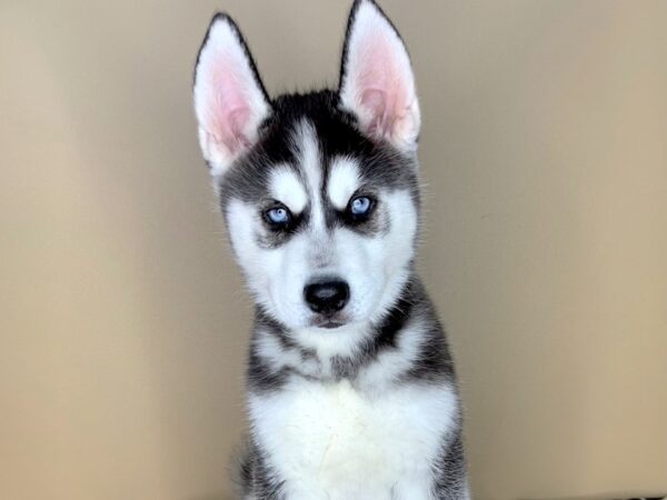 Siberian Husky-DOG-Male-Black / White-1801-Petland Florence, Kentucky