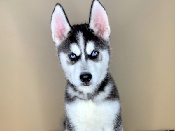 Siberian Husky DOG Male Black / White 1801 Petland Florence, Kentucky