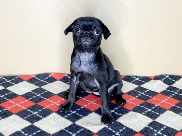 Black female pug puppy sale