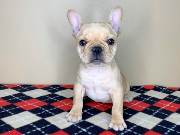French Bulldog-DOG-Male-Red-1800-Petland Florence, Kentucky