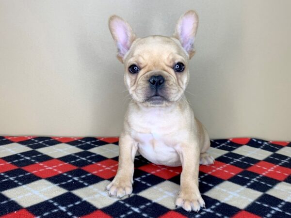 French Bulldog DOG Male Red 1800 Petland Florence, Kentucky