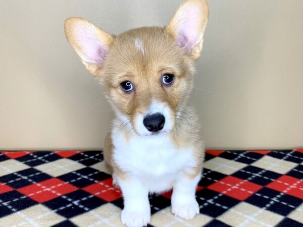 Pembroke Welsh Corgi DOG Female Red Sable 1799 Petland Florence, Kentucky