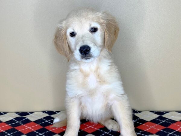 Golden Retriever DOG Female Golden 1798 Petland Florence, Kentucky