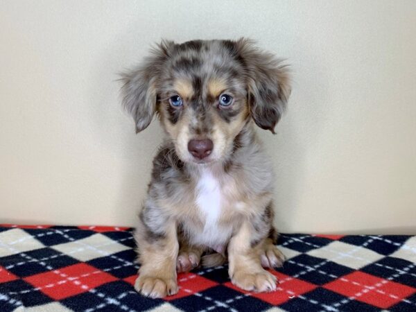 Chiweenie DOG Male Chocolate / Tan 1796 Petland Florence, Kentucky