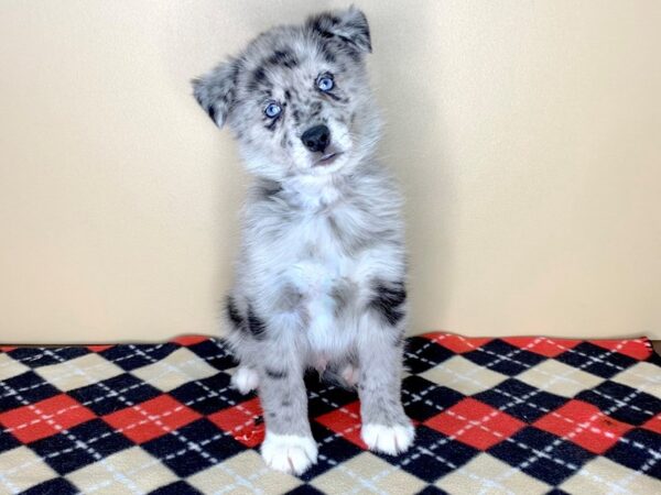 Pomsky DOG Male Blue Merle 1795 Petland Florence, Kentucky