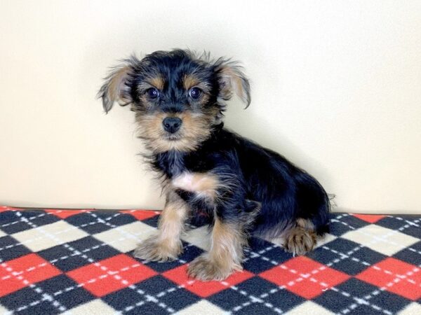 Yorkshire Terrier DOG Male Black / Tan 1794 Petland Florence, Kentucky