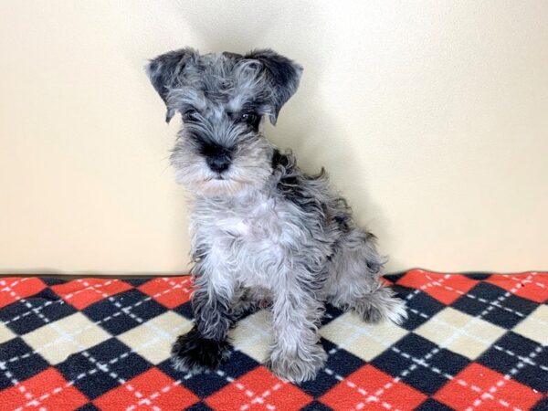 Miniature Schnauzer DOG Male Blue Merle 1808 Petland Florence, Kentucky