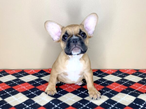 French Bulldog-DOG-Male-Fawn-1807-Petland Florence, Kentucky