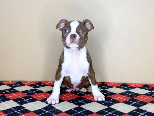 Boston Terrier DOG Female Seal / White 1806 Petland Florence, Kentucky