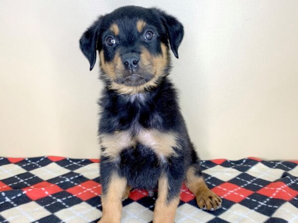 Rottweiler DOG Male Black / Rust 1805 Petland Florence, Kentucky