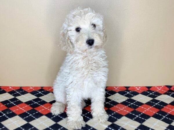 Goldendoodle DOG Female Light Golden 1804 Petland Florence, Kentucky