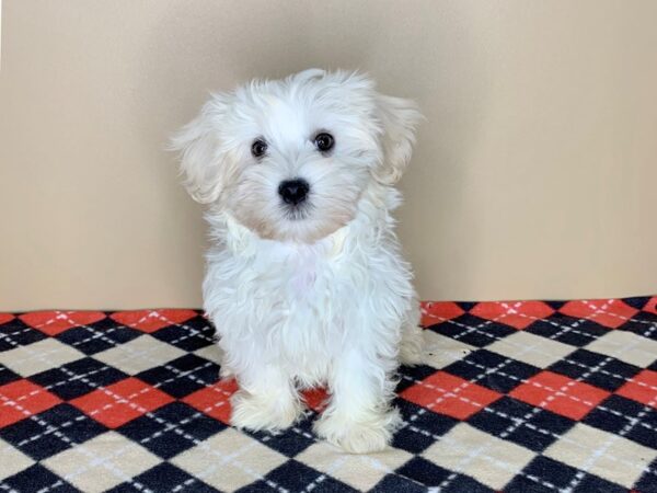 Maltese DOG Male White 1803 Petland Florence, Kentucky