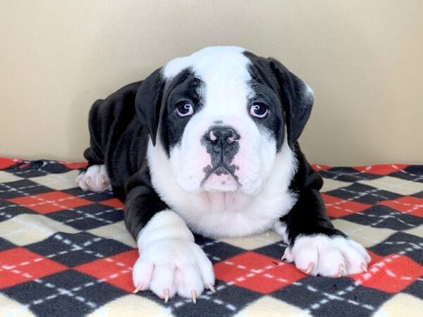 Bulldog DOG Male Black 1797 Petland Florence, Kentucky