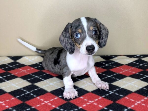 Dachshund DOG Female Black / Tan 1809 Petland Florence, Kentucky