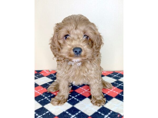 Cock A Poo-DOG-Female-red-1810-Petland Florence, Kentucky